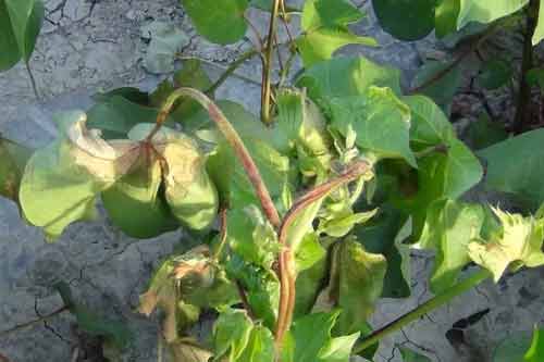 棉花發生藥害應該怎樣處理？