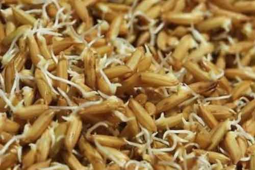 水稻種子發芽率低是哪些因素造成的？