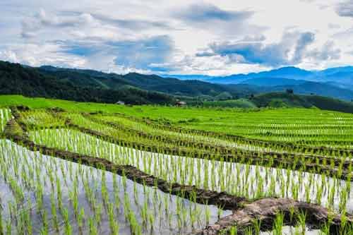 水稻種植過程中遇到洪澇的應對措施 水稻種植過程中遇到洪澇的應對措施