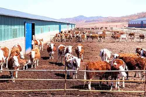 肉牛養殖容易發生的七種常見病以及治療方法
