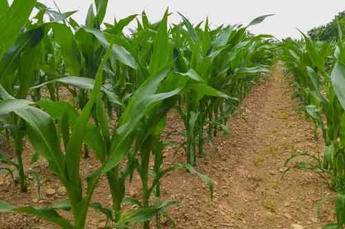 分享玉米產量低的主要原因和解決措施