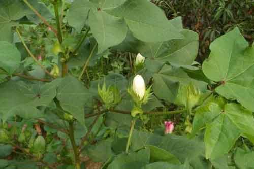 棉花蕾期的田間管理需要注意什么 棉花蕾期的田間管理需要注意什么