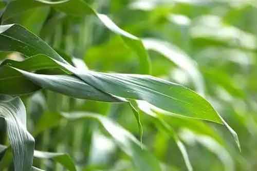 如何預防高溫對玉米產生的危害 如何預防高溫對玉米產生的危害