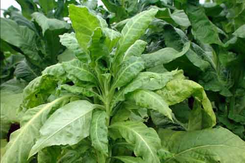 煙草花葉病的危害癥狀、發生條件以及防治方法