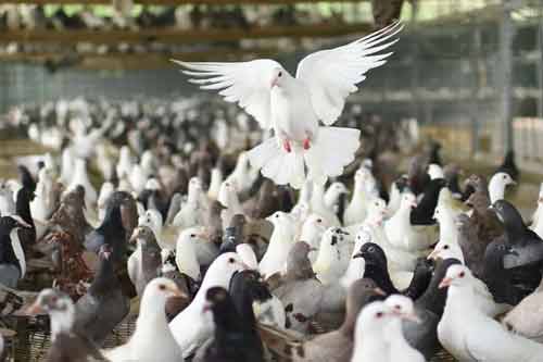 肉鴿（乳鴿）日常飼料搭配以及保健砂配比方法