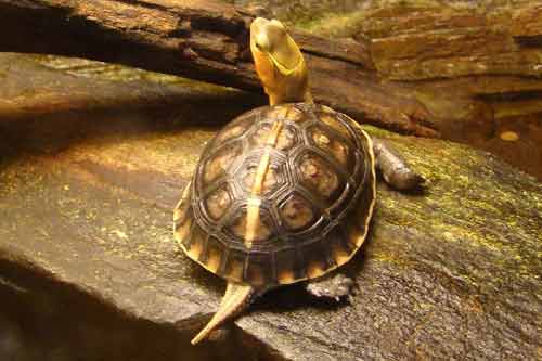 黃緣閉殼龜的生物特點以及人工飼養方法