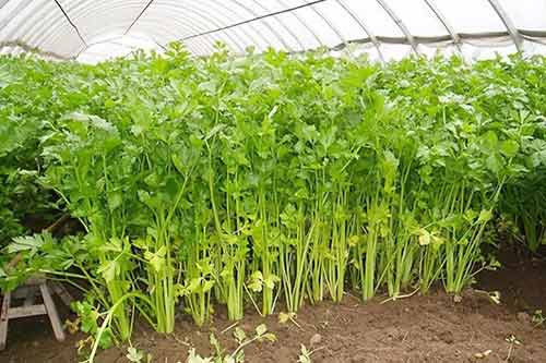 芹菜高效種植、病蟲(chóng)害防治以及采收與貯藏