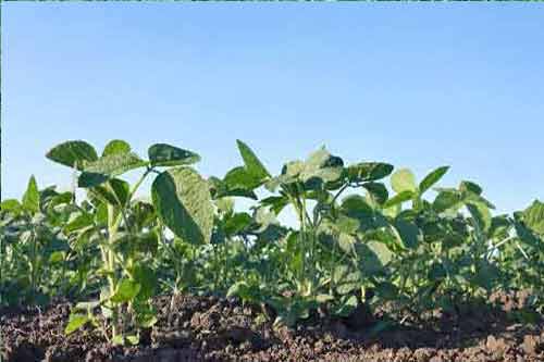 大豆種植過(guò)程中施肥需要掌握的一些要點(diǎn)