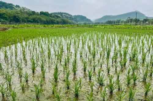 優(yōu)質(zhì)高產(chǎn)水稻種植需要具備哪些基本條件